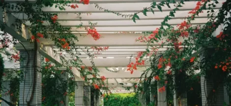 Pergola Roofs